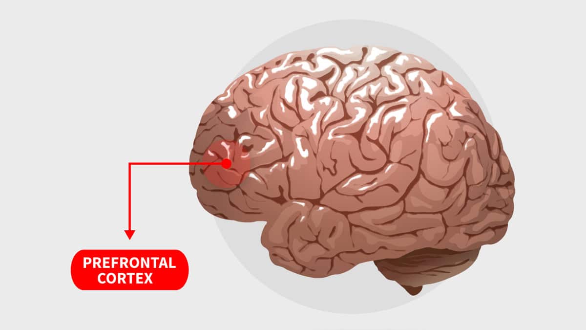 Prefrontal cortex diagram
