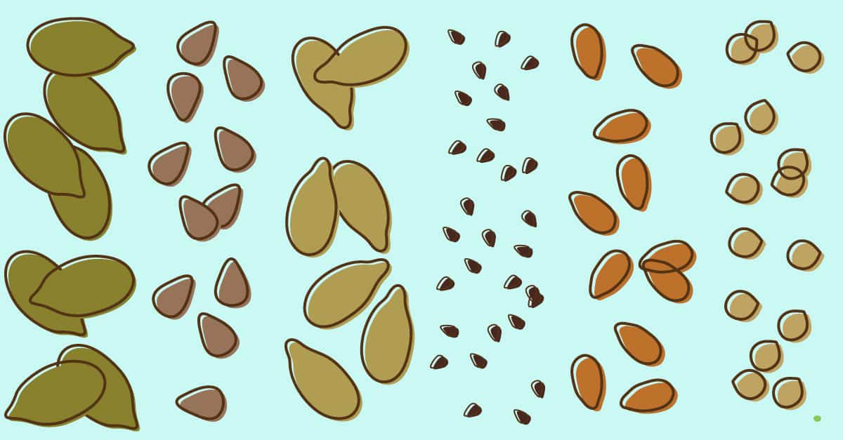 6 Edible Seeds: Here is why you should sprinkle them into your diet