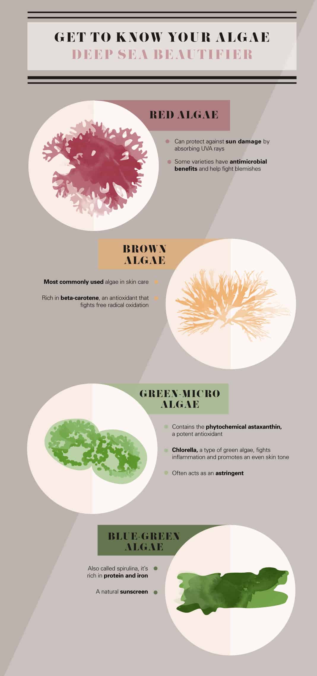 Types of Algae