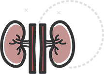 kidney