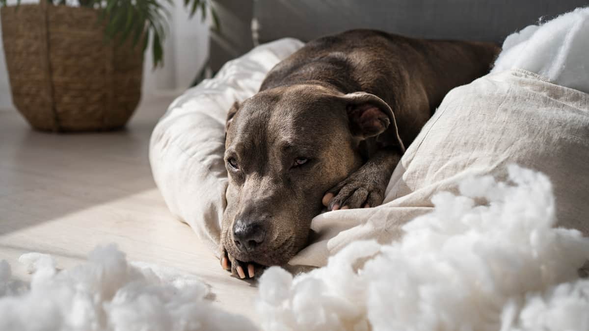 Got an Anxious Pup? Here are the Best Anxiety Meds for Dogs