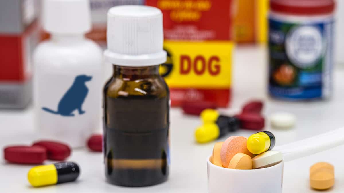 Meds for Dogs