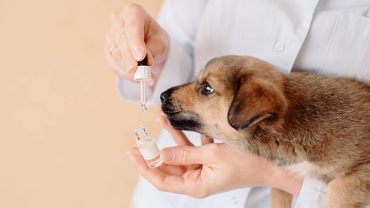 Meds for Dogs