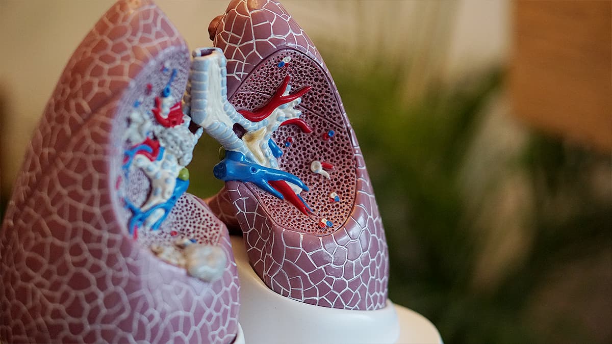 Lungs