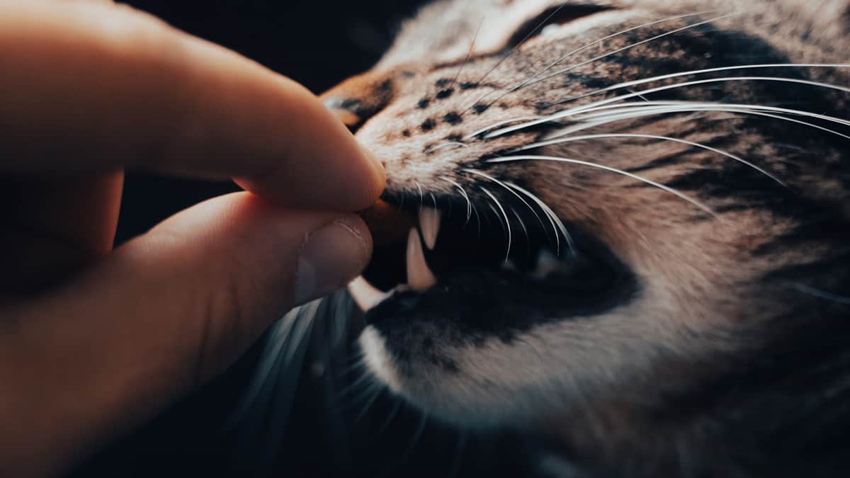 The Best Allergy Medicine to Give Your Cat