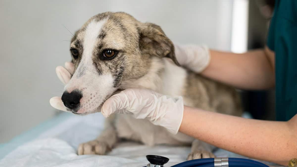 Chemo for Dogs: Your Guide to Treatment for Your Beloved Friend