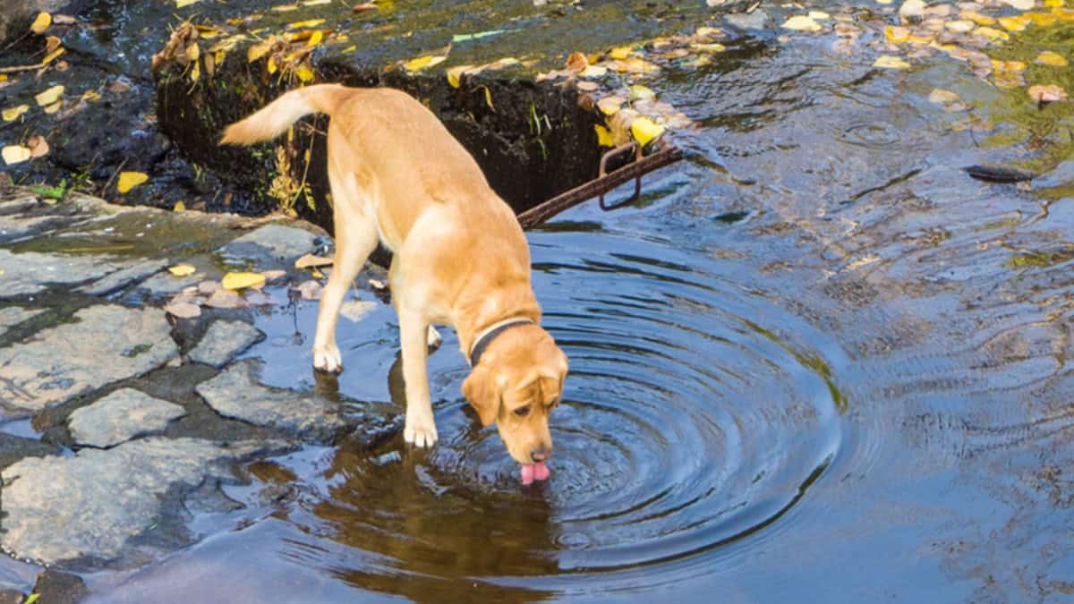 A dog drinking water from a pool