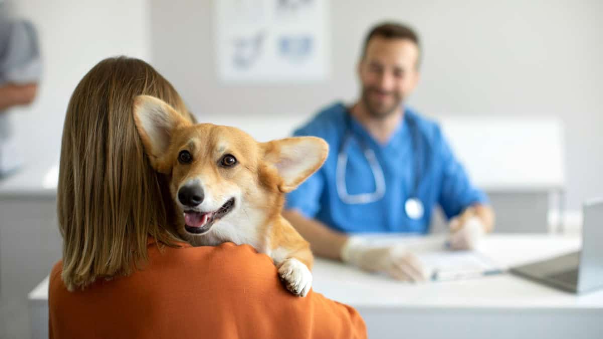 A person with her dog at a Veterinarian