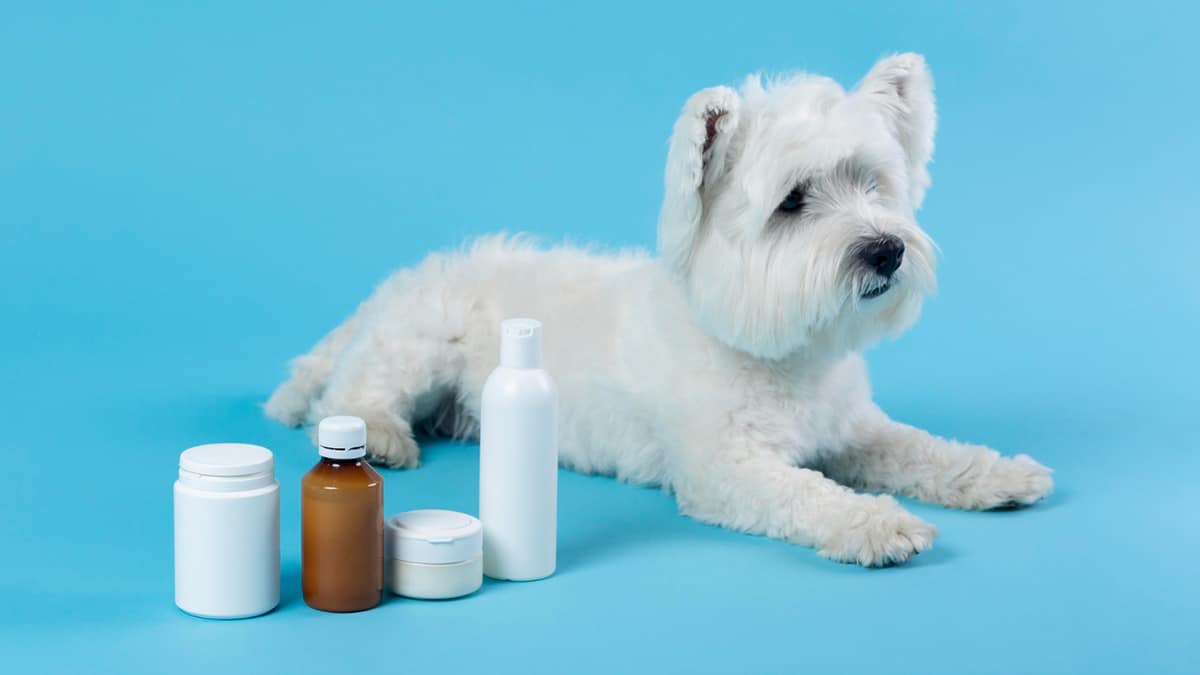 Generic vs Brand Pet Meds