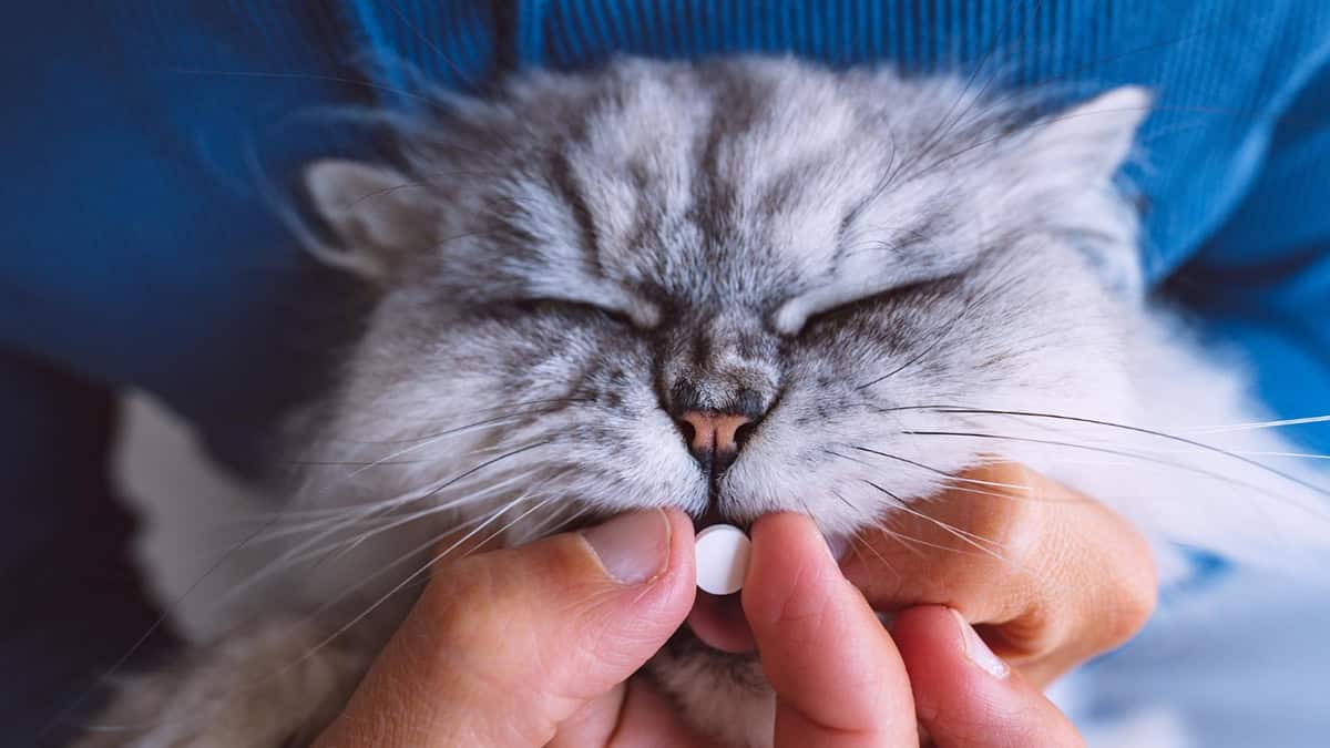 Person giving her cat a pill