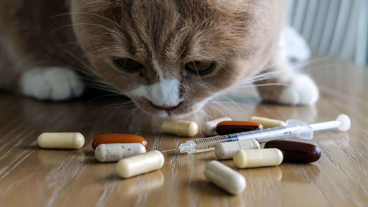A cat sniffing various medication pills