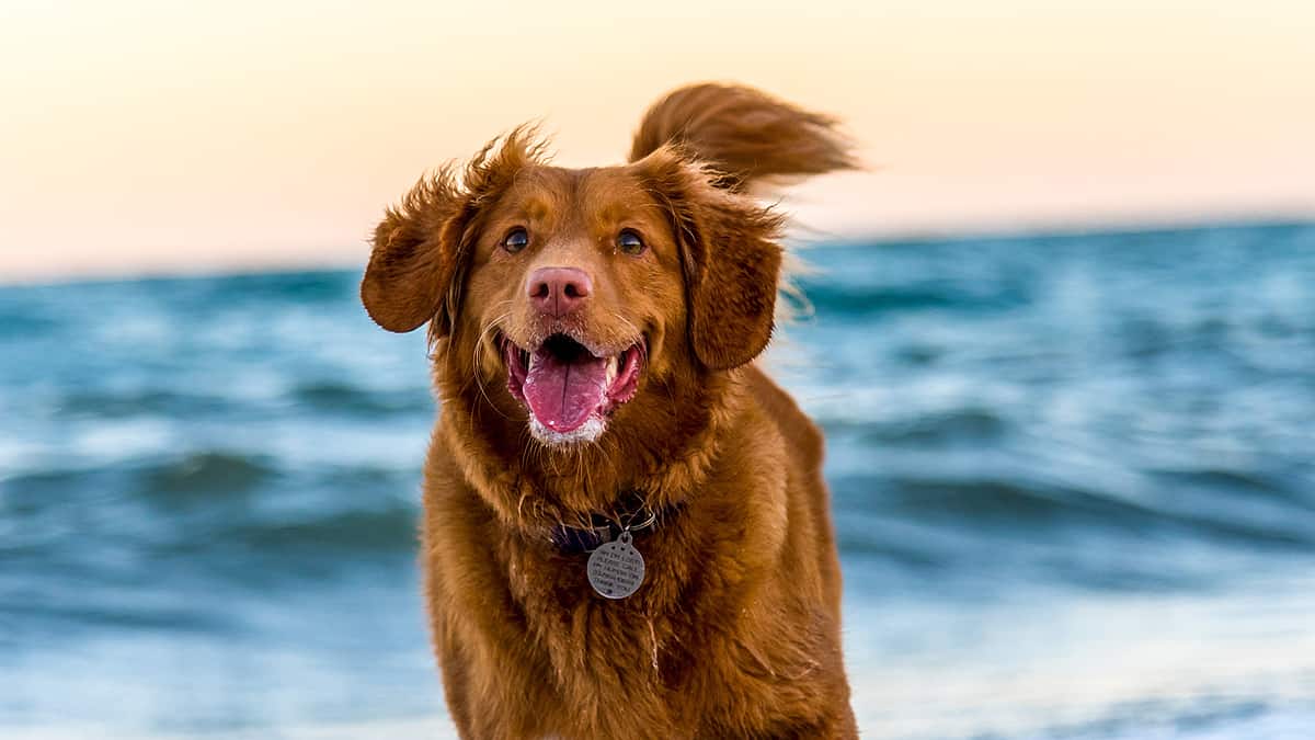 Dog playing on a beach