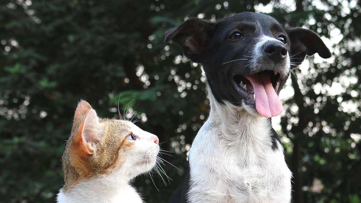 Cat and Dog