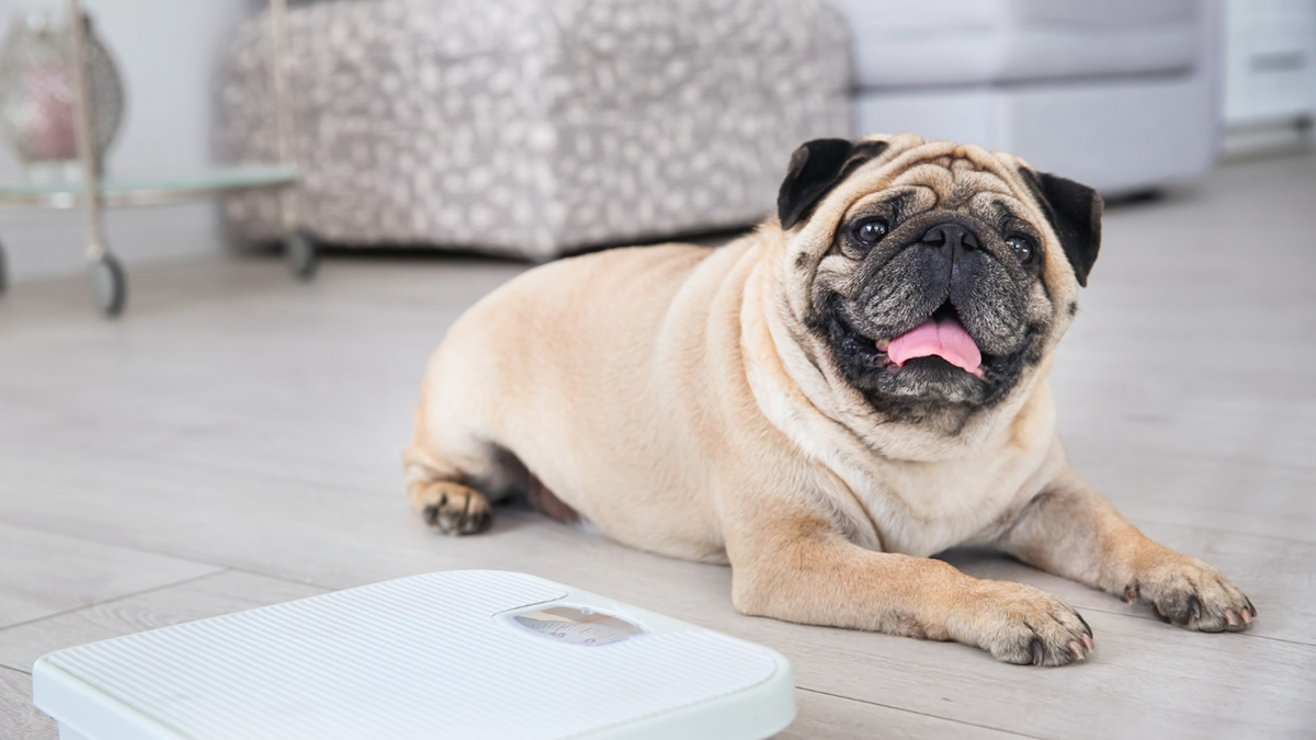 Is Your Dog Obese? Your Guide to Weight Loss Meds for Dogs