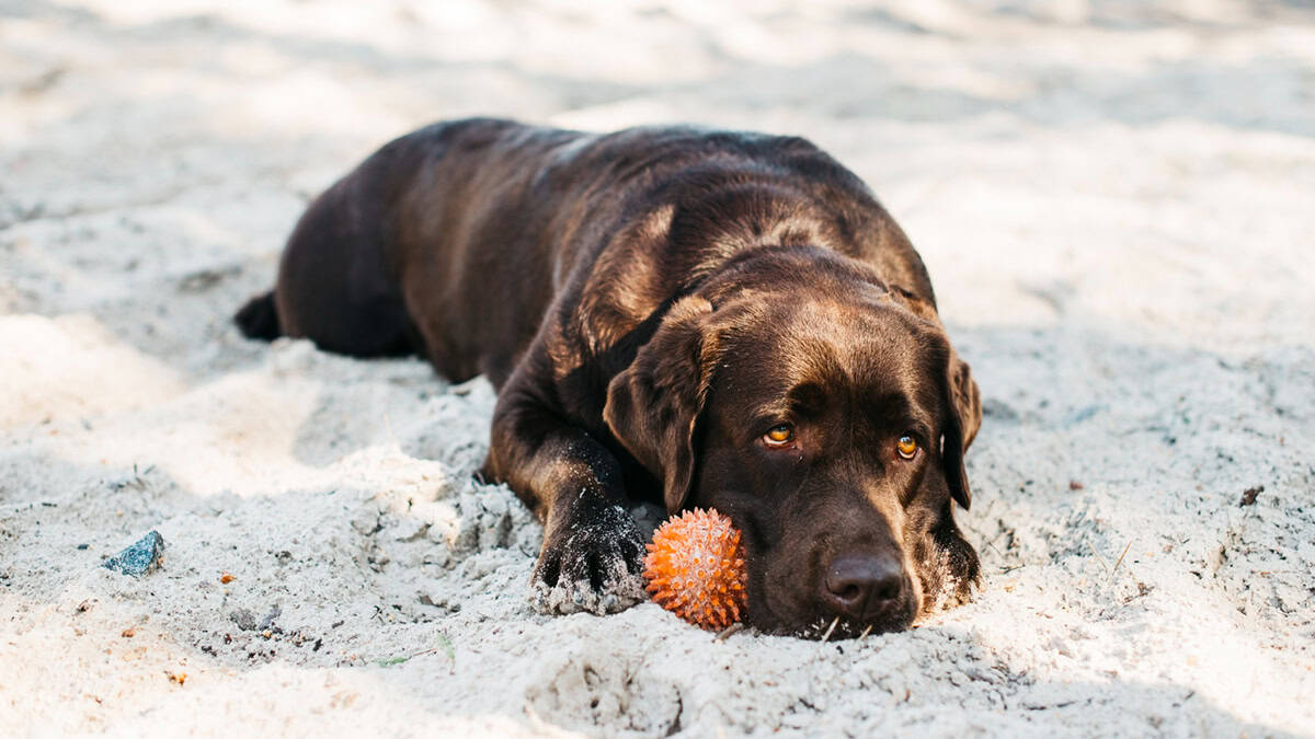 Levothyroxine for Dogs: Important Information to Consider