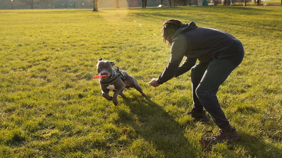 Dog playing with his human parent