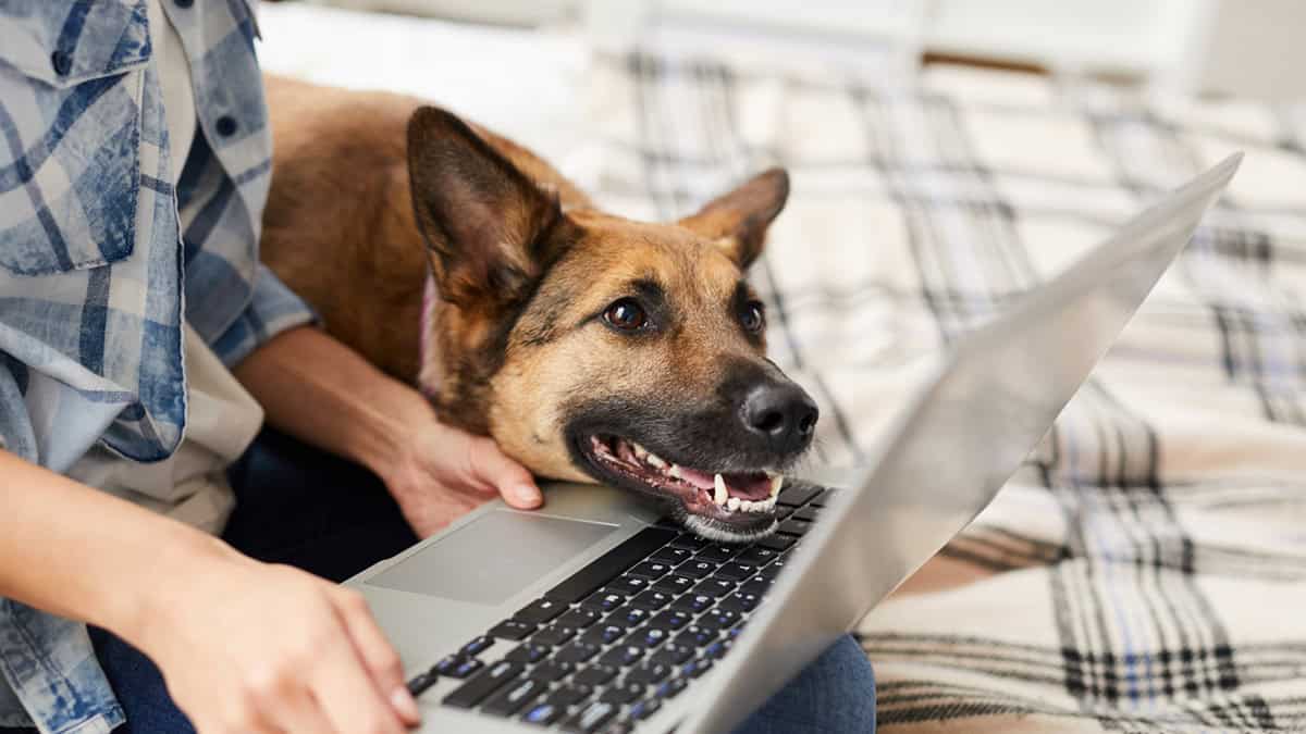 Dog with a laptop