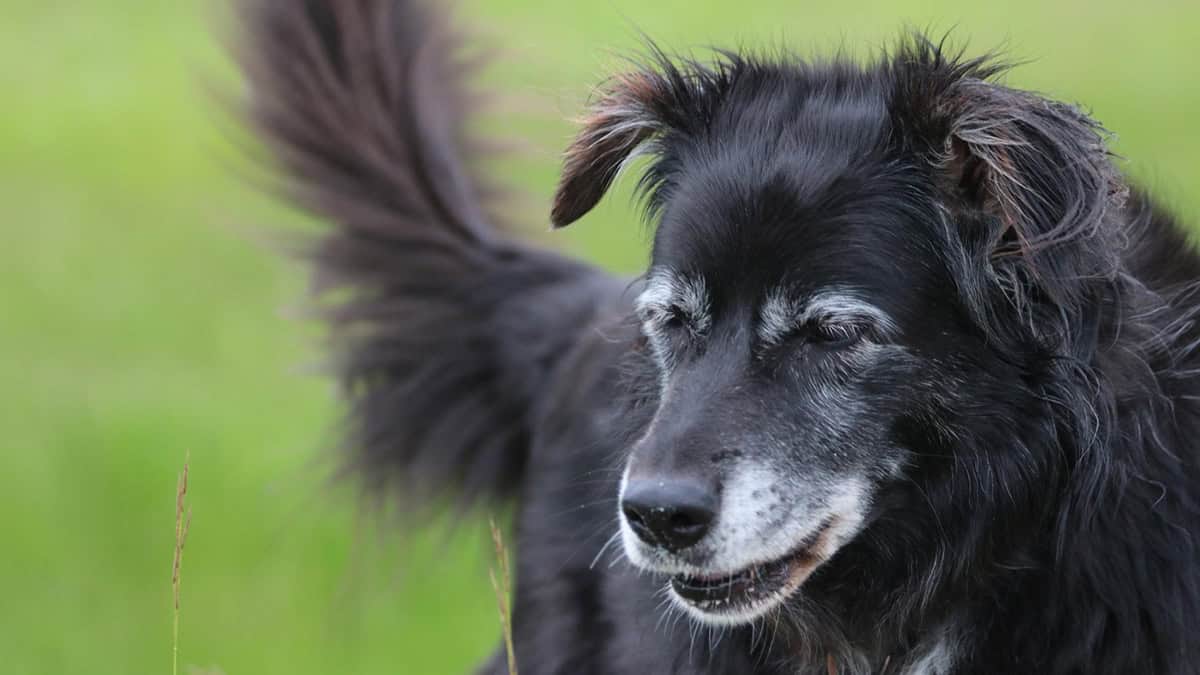 Metacam for Dogs: All Your Questions Answered