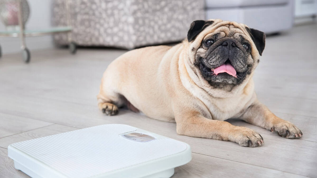 Dog sitting beside weight scale