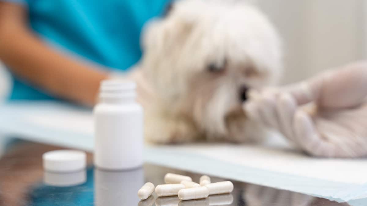Here's How to Save Money on the Best Pain Meds for Dogs