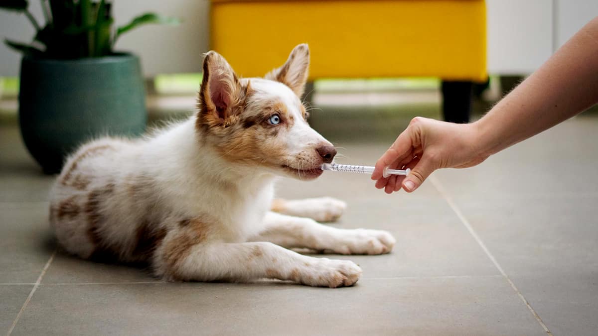 Pet Pharmacy in Canada