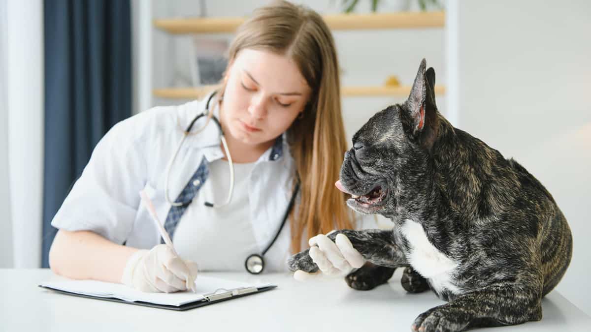 Vet Prescriptions